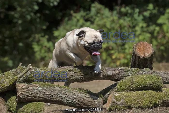  : DOG. Pug jumping over logs