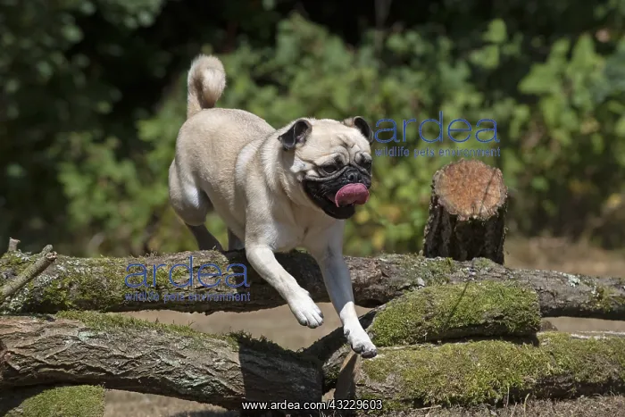  : DOG. Pug jumping over logs