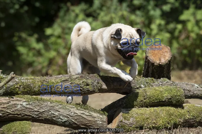  : DOG. Pug jumping over logs