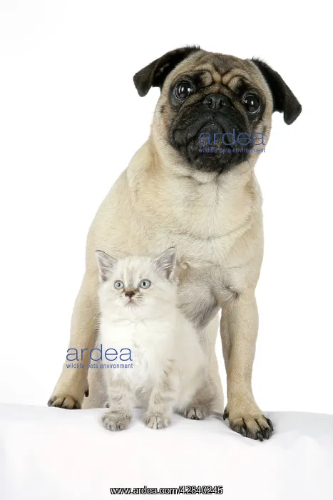 : DOG. Pug with a kitten : DOG. Pug with a kitten
