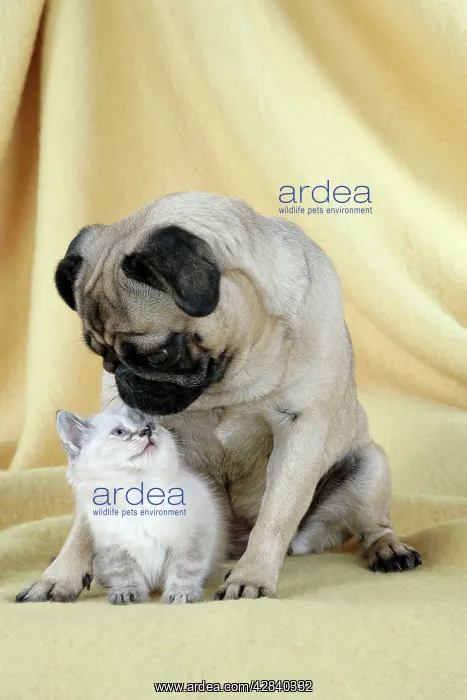 : DOG. Pug with a kitten : DOG. Pug with a kitten