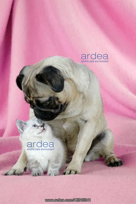 : DOG. Pug with a kitten on pink background : DOG. Pug with a kitten on pink background