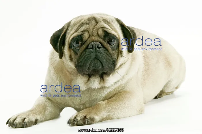 : Dog - Pug. Also know as Carlin or Mops : Dog - Pug. Also know as Carlin or Mops