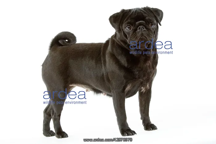  : Dog - Pug. Also known as Carlin or Mops