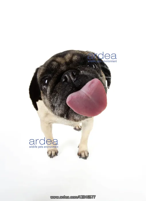  : DOG. Pug licking the screen