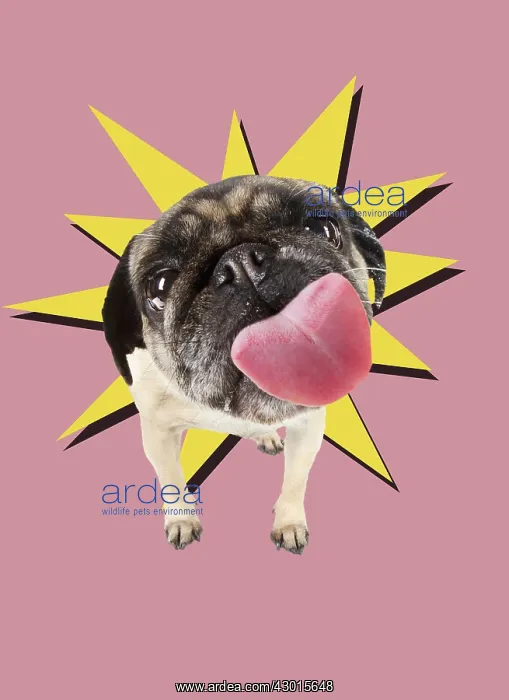 : Dog Pug licking the screen. Digital Manipulation : Dog Pug licking the screen. Digital Manipulation