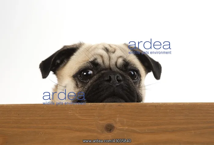 : DOG. Pug looking over wood