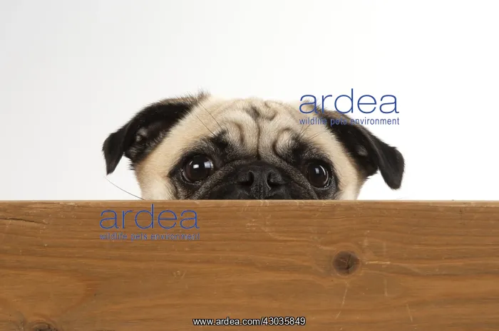  : DOG. Pug looking over wood