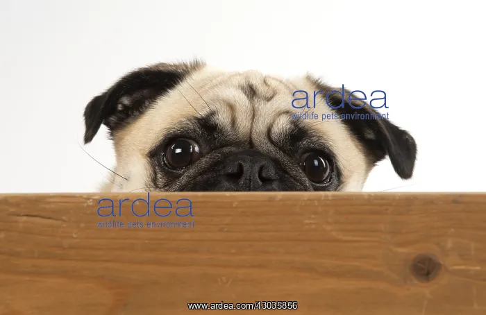  : DOG. Pug looking over wood