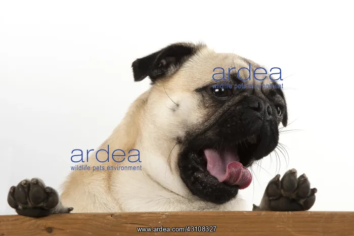  : DOG. Pug looking over wood with paws up