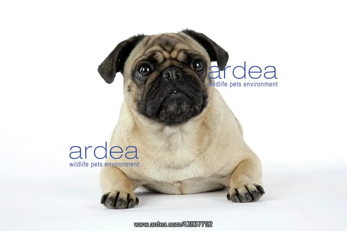 : DOG. Pug lying down : DOG. Pug lying down