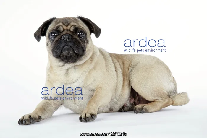 : DOG. Pug lying down : DOG. Pug lying down
