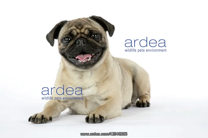 : DOG. Pug lying down : DOG. Pug lying down