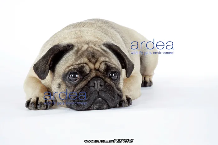 : DOG. Pug lying down : DOG. Pug lying down