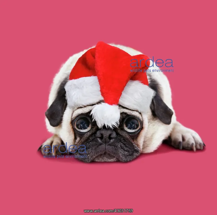 : Dog. Pug. lying down wearing Christmas hat : Dog. Pug. lying down wearing Christmas hat