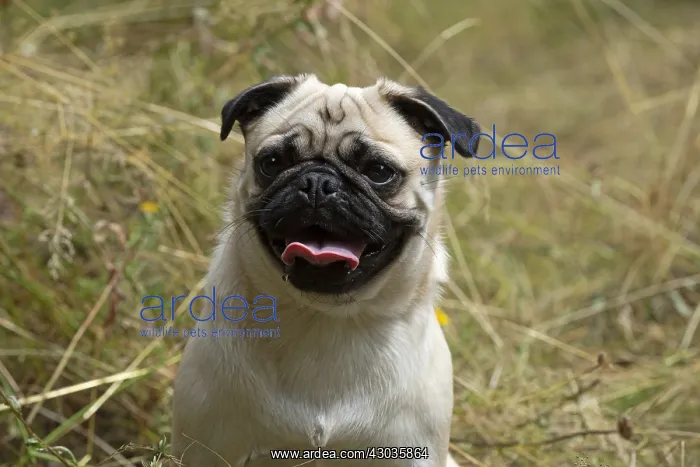  : DOG. Pug in meadow