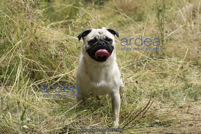  : DOG. Pug in meadow