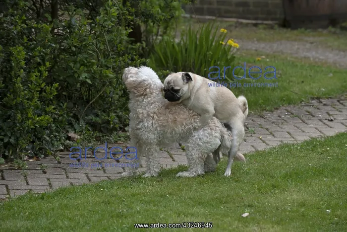  : DOG. Pug mounting a Cavapoo