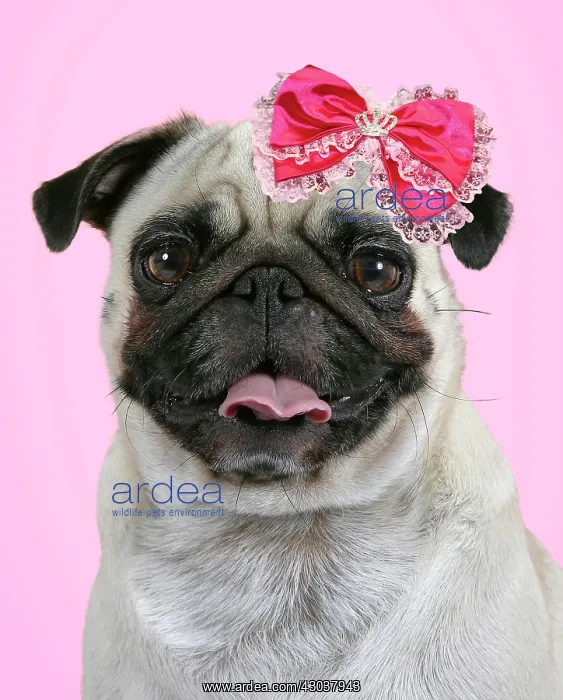 : Dog - Pug mouth open wearing pink bow Digital : Dog - Pug mouth open wearing pink bow Digital