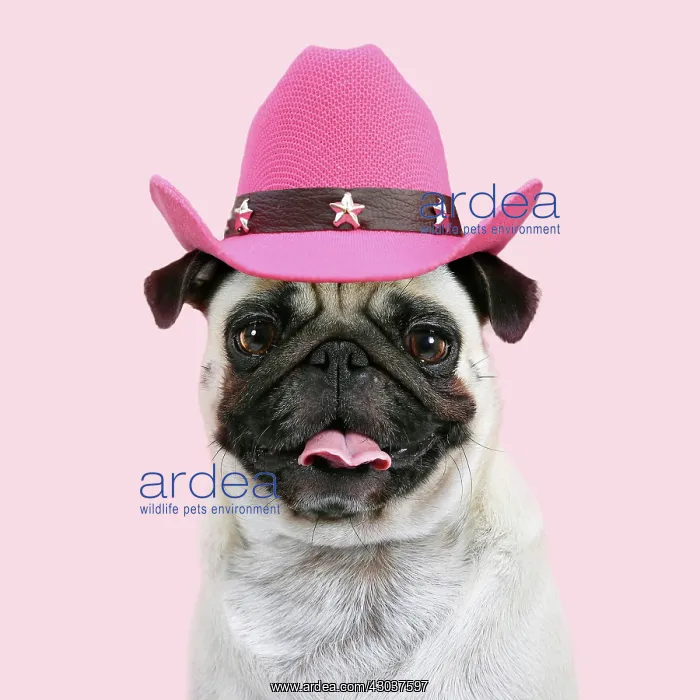  : Dog - Pug mouth open wearing pink cowboy hat