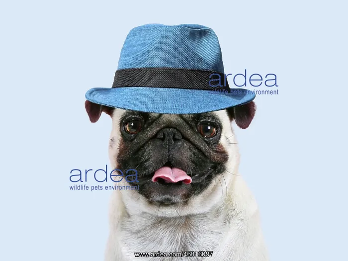 : Dog - Pug mouth open wearing pink cowboy hat : Dog - Pug mouth open wearing pink cowboy hat