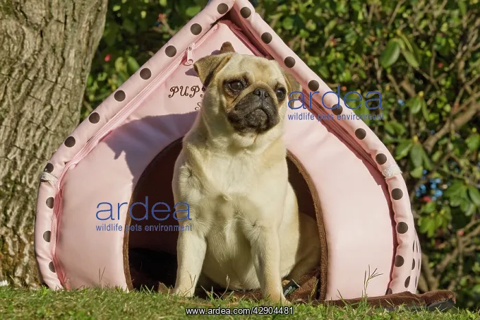 : Dog - pug outside sitting by pink dog house : Dog - pug outside sitting by pink dog house