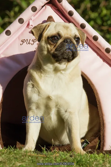  : Dog - pug outside sitting by pink dog house