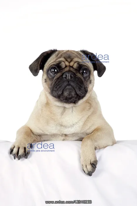 : DOG. Pug with paws over ledge : DOG. Pug with paws over ledge