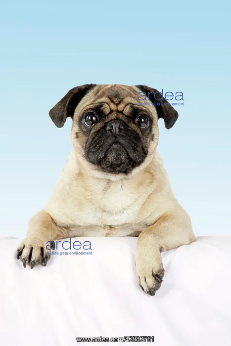  : DOG - Pug with paws over ledge