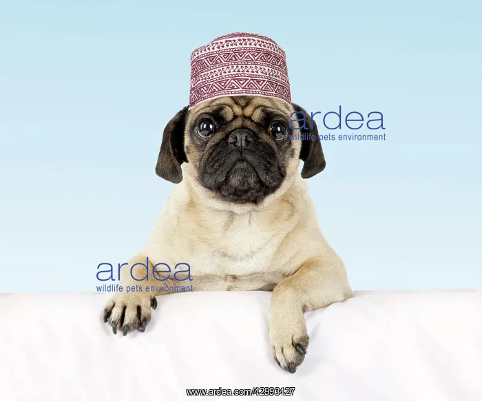 : DOG - Pug with paws over ledge wearing hat : DOG - Pug with paws over ledge wearing hat