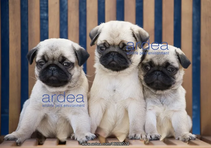  : Dog Pug puppies