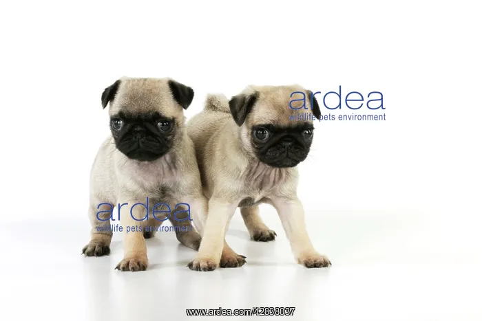 : DOG. Pug puppies ( 6 wks old ) : DOG. Pug puppies ( 6 wks old )