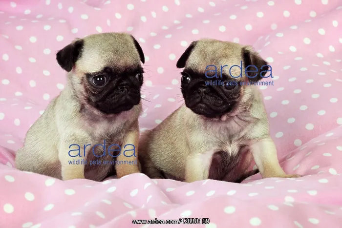 : DOG. Pug puppies ( 6 wks old ) : DOG. Pug puppies ( 6 wks old )