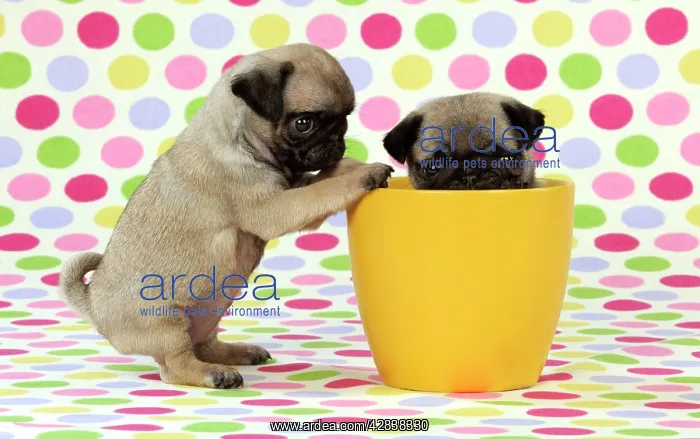 : DOG. Pug puppies ( 6 wks old ) in a yellow pot : DOG. Pug puppies ( 6 wks old ) in a yellow pot