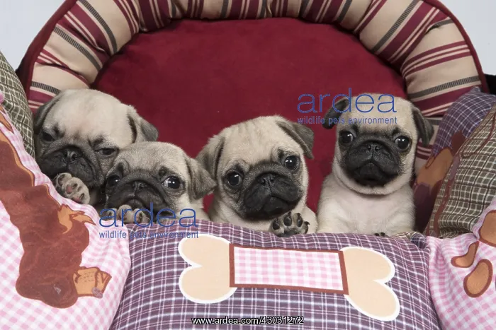  : DOG. Pug puppies ( 8 weeks old ) in a bed