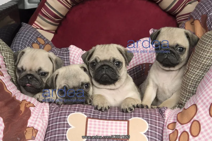 : DOG. Pug puppies ( 8 weeks old ) in a bed