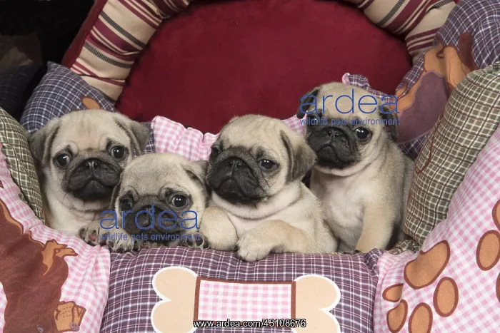  : DOG. Pug puppies ( 8 weeks old ) in a bed