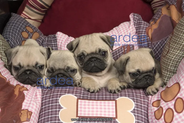  : DOG. Pug puppies ( 8 weeks old ) in a bed