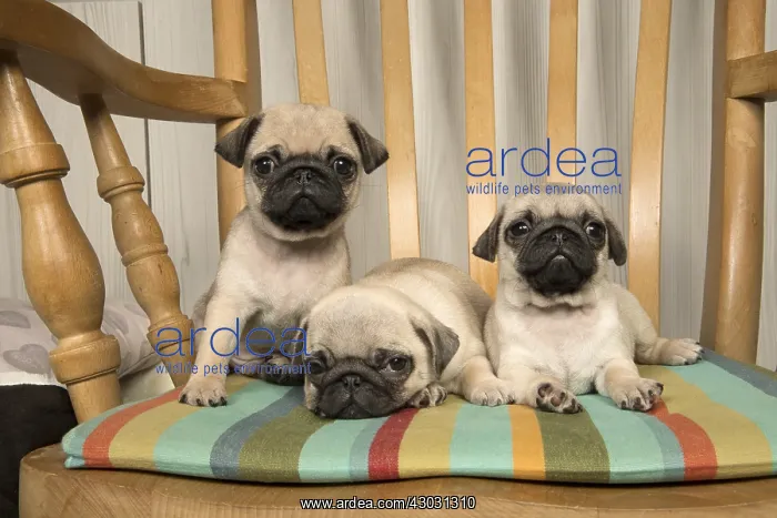  : DOG. Pug puppies ( 8 weeks old ) in a chair