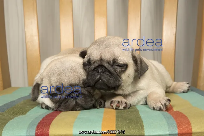  : DOG. Pug puppies ( 8 weeks old ) in a chair
