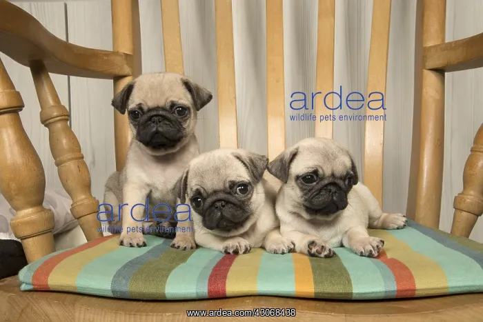  : DOG. Pug puppies ( 8 weeks old ) in a chair