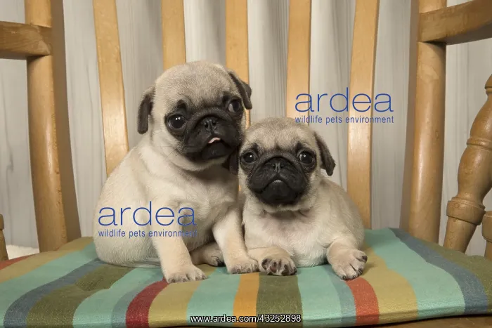  : DOG. Pug puppies ( 8 weeks old ) in a chair