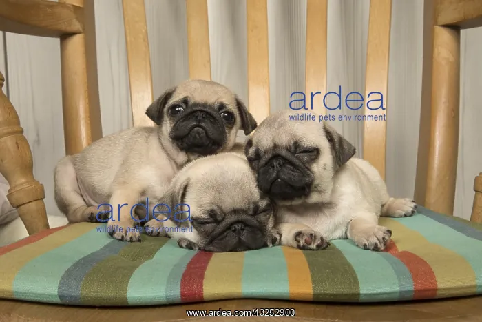  : DOG. Pug puppies ( 8 weeks old ) in a chair