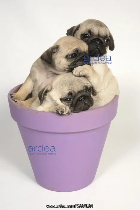 : DOG. Pug puppies ( 8 weeks old ) in a flower pot : DOG. Pug puppies ( 8 weeks old ) in a flower pot