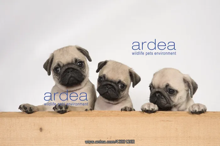 : DOG. Pug puppies ( 8 weeks old ) looking over wood : DOG. Pug puppies ( 8 weeks old ) looking over wood