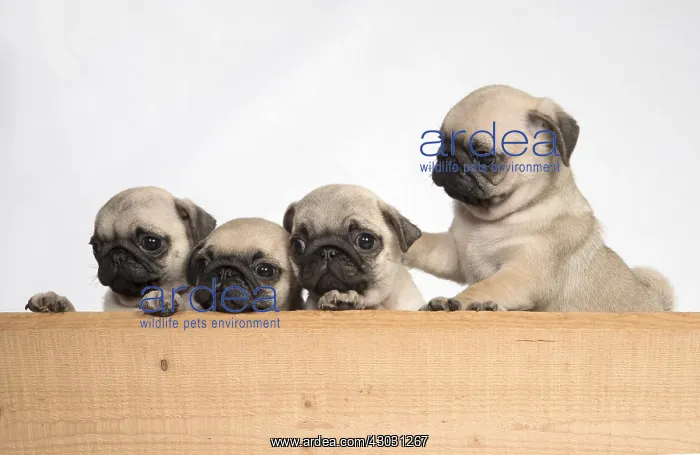 : DOG. Pug puppies ( 8 weeks old ) looking over wood : DOG. Pug puppies ( 8 weeks old ) looking over wood