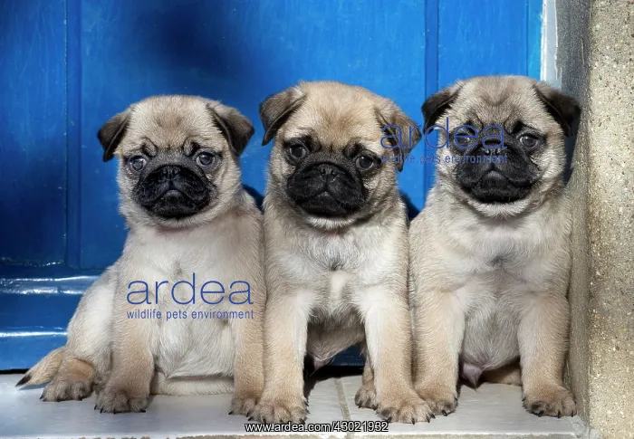  : Dog Pug puppies in a row