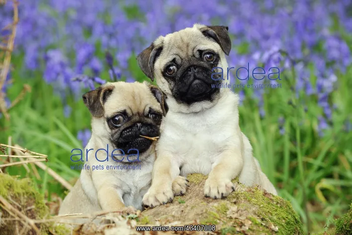 : DOG. Pug puppies standing together in bluebells : DOG. Pug puppies standing together in bluebells