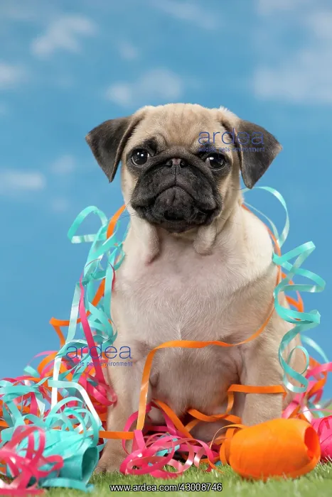 : Dog Pug puppy : Dog Pug puppy