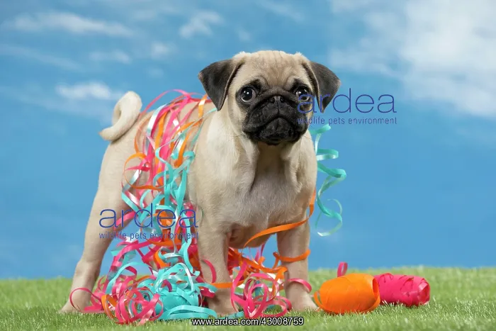 : Dog Pug puppy : Dog Pug puppy